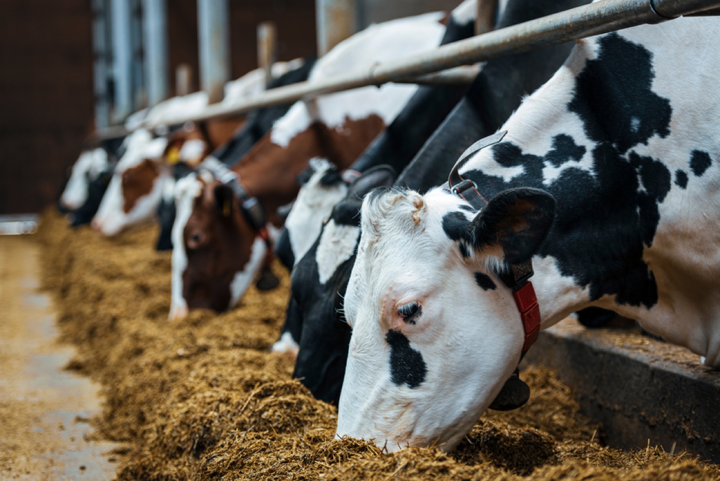 Vacas lecheras alimentándose en el comedero — nutrición animal con subproductos de origen vegetal